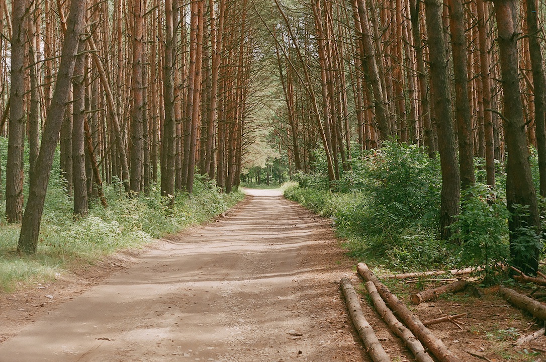 forest_path